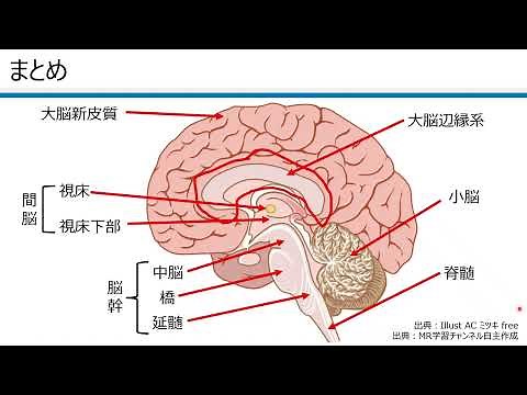 脳の構造と機能