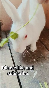 #cute #bunny eating time 🌿🐰 please like and subscribe