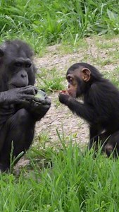 Today, Tai turns two! 🥳🎂 This playful young chimp celebrated with special ice cakes and tasty treats alongside his troop — and let’s just say, there was a lot of excitement. Make the most of your Memorial Day by stopping by to wish Tai a happy birthday and watch the troop in action. You won’t want to miss all the energy, mischief and joy! | Detroit Zoo