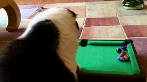 Cat plays miniature pool