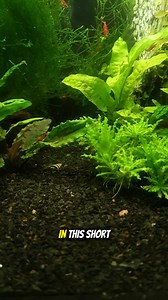 18K views · 206 reactions | When Exactly I Should Check Water parameters in My Shrimp Tank?樂 #shrimphatchery #neocaridinashrimp #shrimpfacts #shrimpkeeping #animalcare #aquariumlife #shrimptank #aquarium #wildlife #fblifestyle #aquariumhobby | Shrimp Hatchery | Facebook