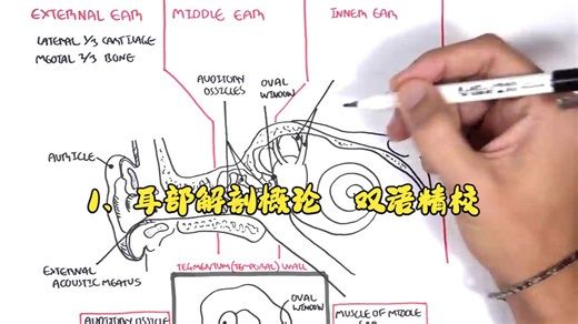 1、耳部解剖概论 〖Armando Hasudungan〗双语精校