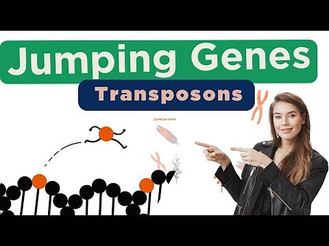 Jumping Genes | Transposons | Transposons Tagging | Barbara McClintock