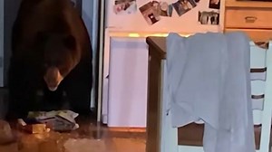 Caught on Camera: Bear Enters Northern California Home, Rummages for Food