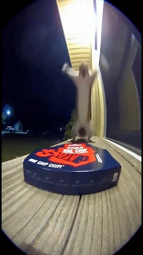 Another squirrel tries the hot chip challenge 😂🥵 . . . #animals #funny #spicy | Moment Of WTF