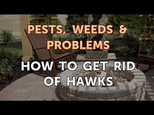 How to Get Rid of Hawks