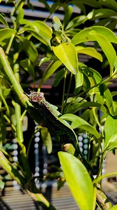 8.6K views · 497 reactions | A little Sunday chameleon watching. Furcifer willsii and Calumma globifer | Primo Chameleons | Facebook