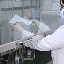 Video: Assessing Neuroprotective Effects of Glycyrrhizae Radix et Rhizoma Extract Using a Transient Middle Cerebral Artery Occlusion Mouse Model