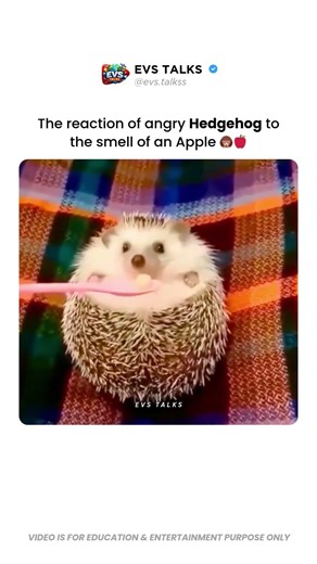 Angry Hedgehog vs Apple Smell 😳🦔🍎