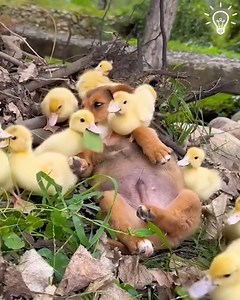 Animal friendships to warm your hearts! 🥺🐾 | Beautiful World