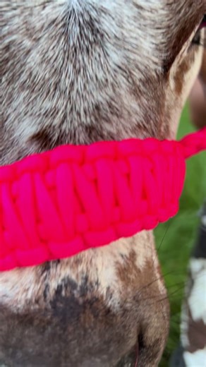 Adorable Baby Cows and Kids Fun Moments | Cute Cow Videos