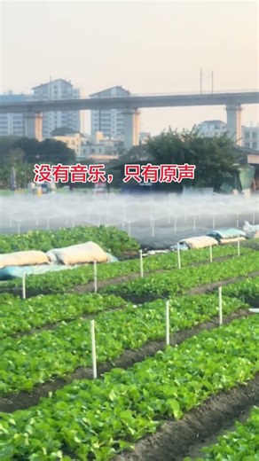 Planting Adventures: Modern Farming Tips for Veggie Lovers