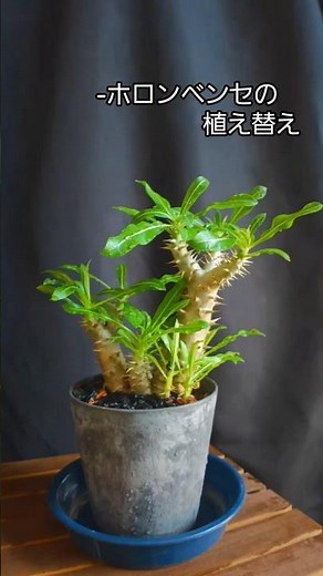 パキポディウム･ホロンベンセの植え替え#観葉植物 #塊根植物#パキポディウム#shorts