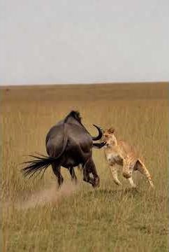 The Unbreakable Prey: Lion's Eternal Test with the Buffalo 🐃