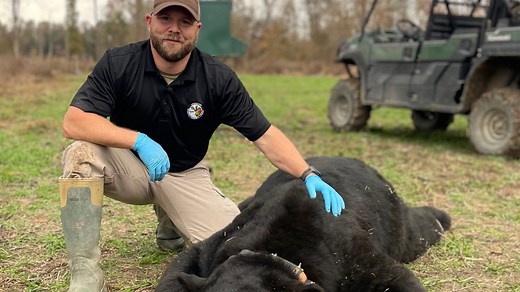 Massive black bear, biggest ever recorded in the state, captured in Mississippi