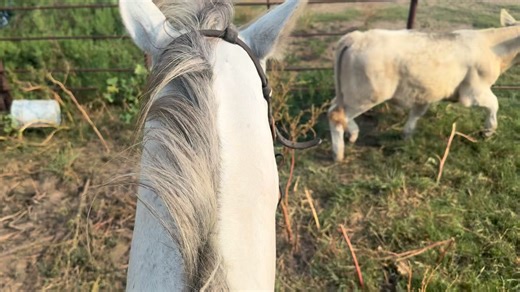 Finished head horse, ranch horse deluxe. Aqha registered gelding Available with Buy it Now! Www.equineonlineauction.com #equineonlineauction #horseauctionsusa #aqha #ropehorse | Equine Online Auction
