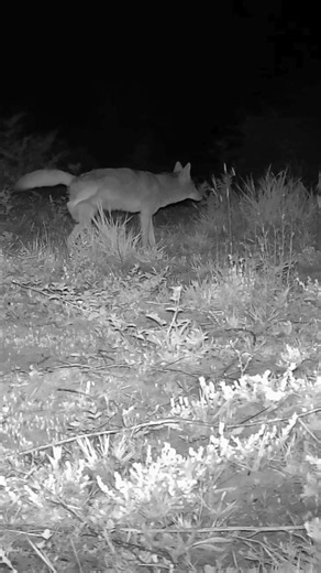 Coyote p-mail scent marking by alpha male #wildlife #coyote #peemail