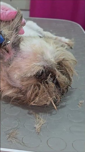 Grooming reality that broke my heart then healed it #shorts #dog #rescue