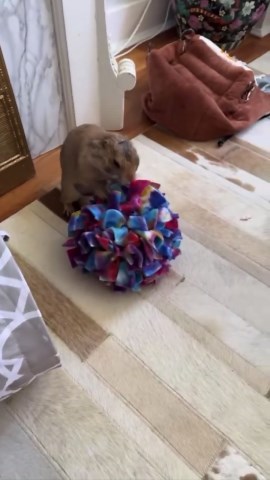 Poppy’s Uncertainty: Will She Play with the Ball?