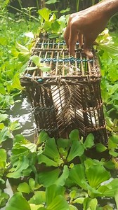 4.3K views · 22 reactions | Unbelievable vara fishing technique #fishvideo #FishingLife #fishingtime #fishinglife #bigfish | STV Fishing | Facebook