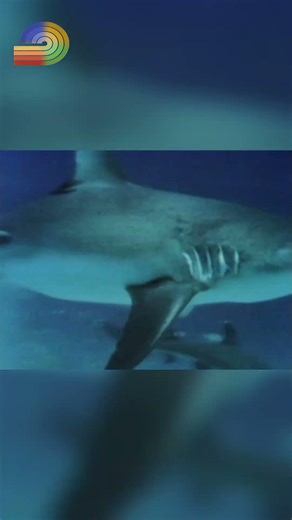 Sharks' Jaw Power: What You Didn't Know About Shark Attacks! #shark