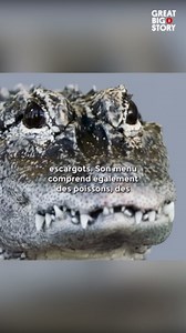 Au bord du gouffre, la lutte pour la survie de l'alligator de Chine