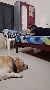 Daddy plan Tharam👌🙂 #trendingreels #dog #funnyvideo #trend #pet #famous #2023season #petstagram #dogshow #dogshorts #lovedogs #familytime #petlovers #dadlife | Mr.Chottu