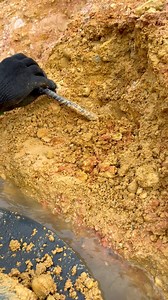 Gold explosion in a small puddle #mencariemas #mendulangemas #goldprospecting #mininggold #findinggold #goldnugget #goldpanning #treasure #tambangemas #lookingforgold #digginggold #goldprospectingvideo #goldmining #golddiscovery #goldhunter #goldhunting #mineríadeoro #mineraçãodeouro #pagmiminangginto #altınmadenciliği #altınarama #paghahanapngginto #prospecçãodeouro #prospeccióndeoro #lavadodeoro #garimpodeouro #gintongpanning #altınkaydırma #paghuhukayngginto #altınkazmak #cavandoouro #cavando
