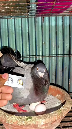 #TheElfLordsMissingHeir Pigeon treatment with vitamin s #pigeon #tiktokgrowthchallenge #vitamin #pigeonlove