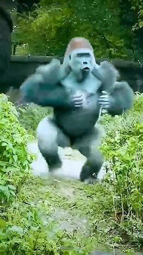 Does he look like king kong?🦍😂