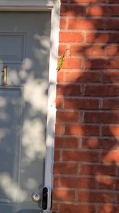 14K reactions · 1.6K shares | I'm afraid of reptiles! I was just trying to get in my house and this creepy lizard decided it lives there now 年 It parked itself by the door and didn’t move for a whole 10 minutes. I sat in my car like a hostage. If I had a rock, I definitely would’ve tried to take it out!藍 #reptiles #scared #lovelyladysonia #lizard | Sonia Downey | Facebook