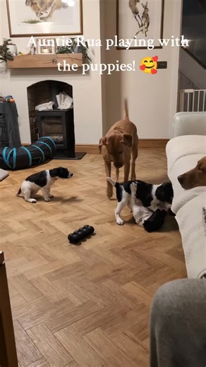 Auntie Rua playing with the puppies! 殺 #foxredlabradorsofinstagram #foxredlabrador #foxredlabradorbreederuk #englishspringerspanielsofinstagram #englishspringerspaniel #puppyplaytime #5starlicencedbreeder #englishspringerspanielpuppies #puppylove #puppiesofinstagram #puppies #auntiedog | DreamHerts 5 Star Licenced Fox Red Labradors & English Springer Spaniels | Facebook
