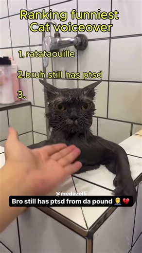 Ranking the funniest cats voiceovers #cat #comedy #shorts