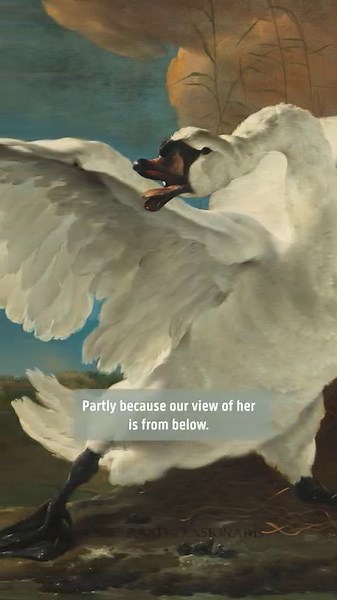 28K views · 719 reactions | The swan fiercely defends its nest...