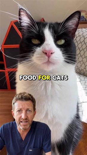 Cat Health Checklist: Essential Vet Tips for Pet Wellness