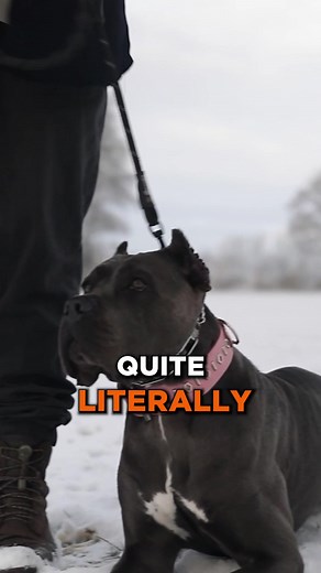 Exploring the History of the Cane Corso Breed