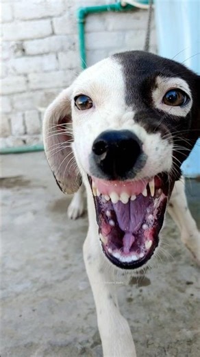 "Aggressive Puppy Sound 😡🐶 | Real Angry Bark 🔥"