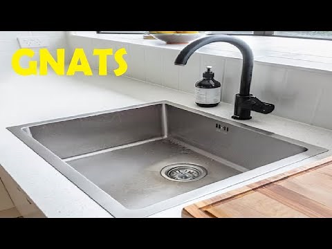 how to get rid of gnats in sink drain