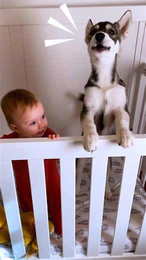 56M views · 1M reactions | Husky rushes to get in her baby sister's...