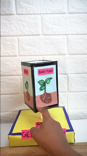 Seed Germination Model | Easy Biology Science Project for Students | Plant life cycle working model