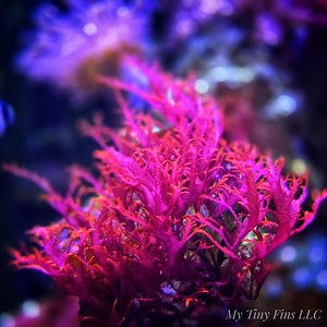 Macroalgae Red Species 3-pack - Etsy