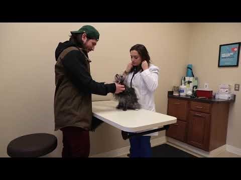 Dr. Linda Hyatt, BluePearl Northfield's Veterinary Neurologist