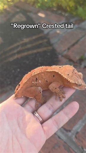 Truthfully I will always prefer a clean frog butt over a tub butt 🫠 | Smug Bug