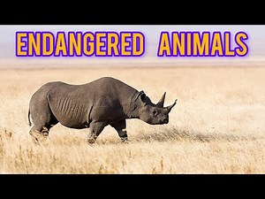 10 Endangered Animals | Kids Educational Animal Video