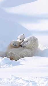 1.5M views · 111K reactions | Mother polar bear playing with her cub ‍❄ | Travel magazine | Facebook