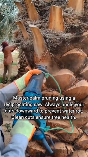 Reciprocating Saws vs. Wild Palm Trees 🛠️