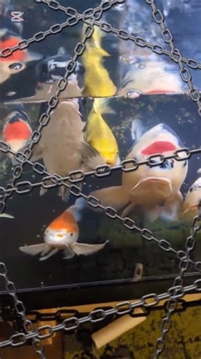 【餌を待つ錦鯉】水温15°c #koi #水槽部屋