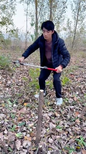 Felling Small Trees Cutting Timber Poles with a Large Two-Handed Bow Saw