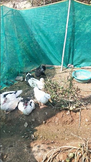 Indian runner duck farming in Indian village #duckfarmer #bird #ducklingspro #duckfarm #ducklife