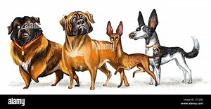 Cute funny cartoon dogs character looking on the right. Emotional dog breeds illustration isolated on white background. Funny animals. For print, desi Stock Photo - Alamy